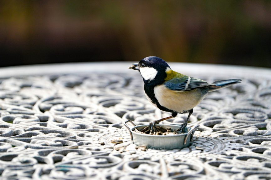 Bird eating seeds on a table top outdoors